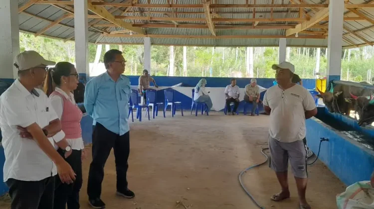 Ratusan Ekor Sapi Gorontalo Siap Dikirim ke Kalimantan