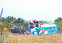 Banten Harvests High-Yield PS-08 Organic Rice Variety Successfully