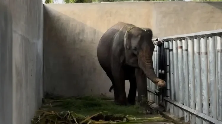 JGN Desak Investigatif Kematian Gajah Ratna di Rahmat Zoo and Park