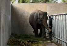 JGN Desak Investigatif Kematian Gajah Ratna di Rahmat Zoo and Park