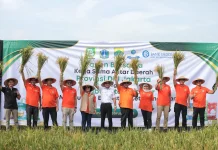 Rano Karno Hadiri Panen Bersama di Cianjur