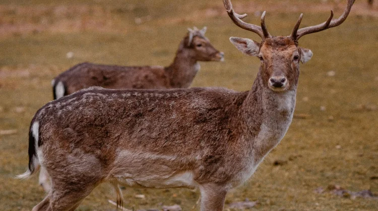 Rusa Timorensis Papua: Spesies Endemik yang Teracam Punah