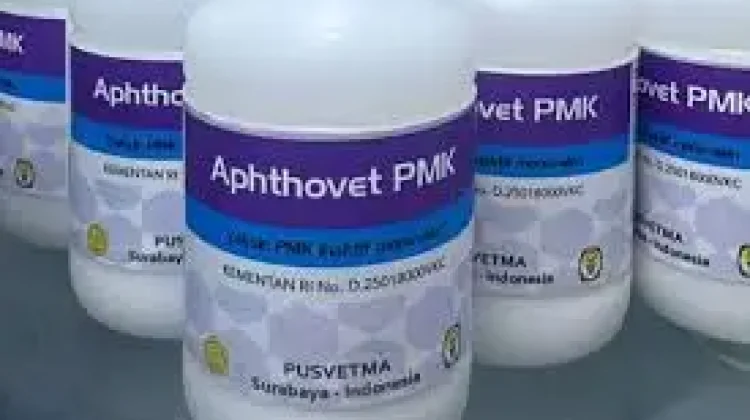 Sintang Dapat Jatah 1000 Dosis Vaksin PMK