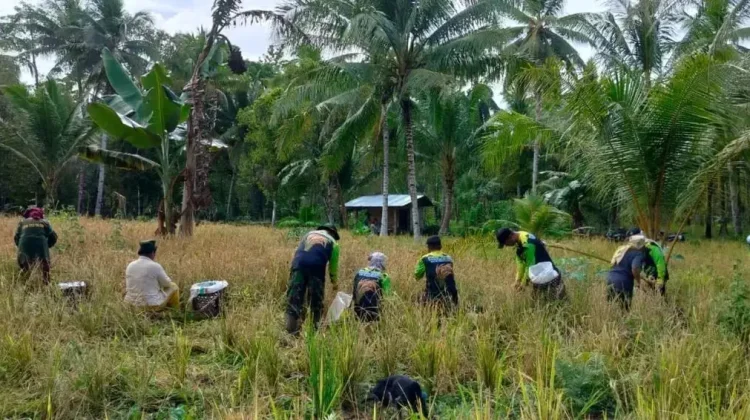 Babinsa Dampingi Petani Kalongan Panen Padi Ladang Lokal