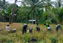 Babinsa Dampingi Petani Kalongan Panen Padi Ladang Lokal