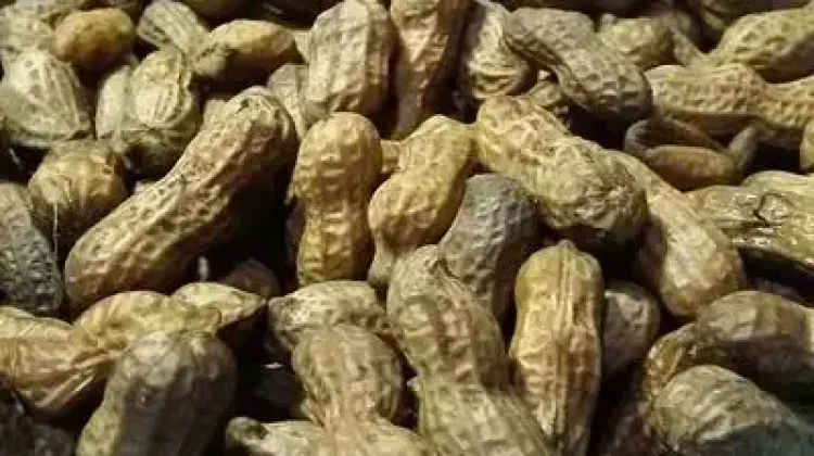 Sederhana tapi Bergizi, Ini Manfaat Kacang Rebus yang Perlu Diketahui