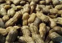 Sederhana tapi Bergizi, Ini Manfaat Kacang Rebus yang Perlu Diketahui