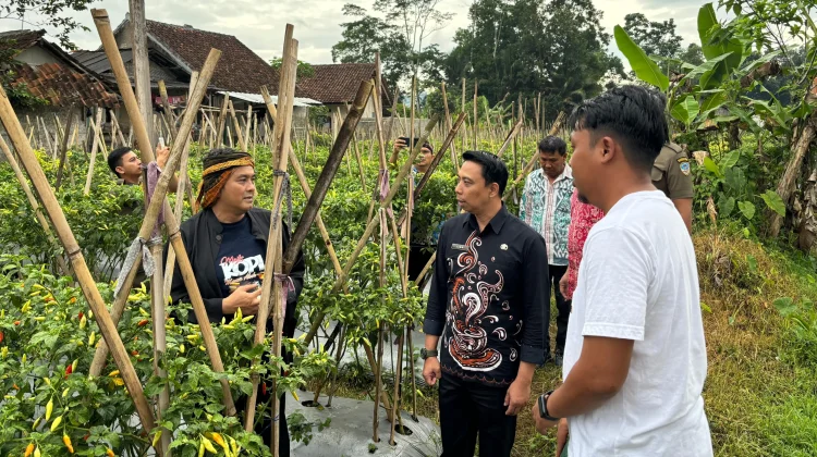 Panen Cabai, Diky: Target ke depan Agro Industri
