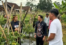 Panen Cabai, Diky: Target ke depan Agro Industri