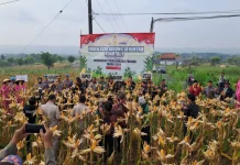 BPPSDMP dan Forkopimda Sumenep Panen Raya Jagung Serentak