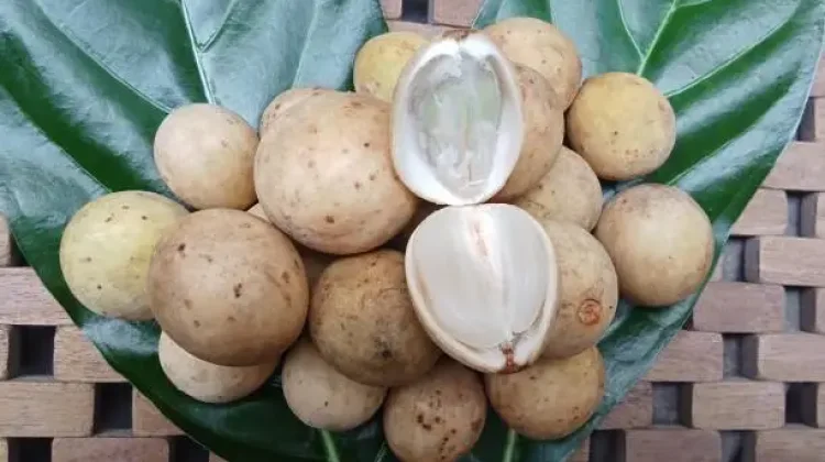 Kaya Vitamin dan Antioksidan, Buah Duku Camilan Sehat