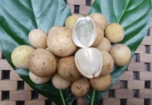 Kaya Vitamin dan Antioksidan, Buah Duku Camilan Sehat