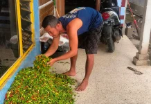 Harga Cabe di Jember Cetak Harga Tertinggi