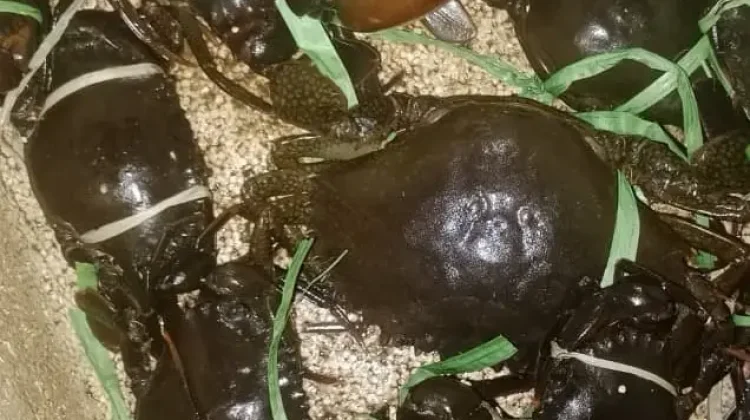 Rektor Unib Usulkan Pengembangan Kepiting Bakau di Pulau Terluar