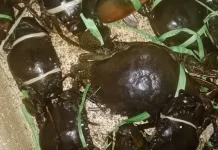 Rektor Unib Usulkan Pengembangan Kepiting Bakau di Pulau Terluar