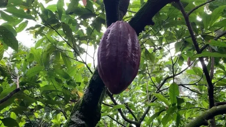 Harga Anjlok, Petani Kakao di Pesawaran Tetap Bertahan
