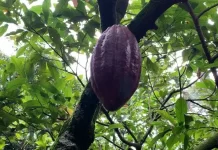 Harga Anjlok, Petani Kakao di Pesawaran Tetap Bertahan