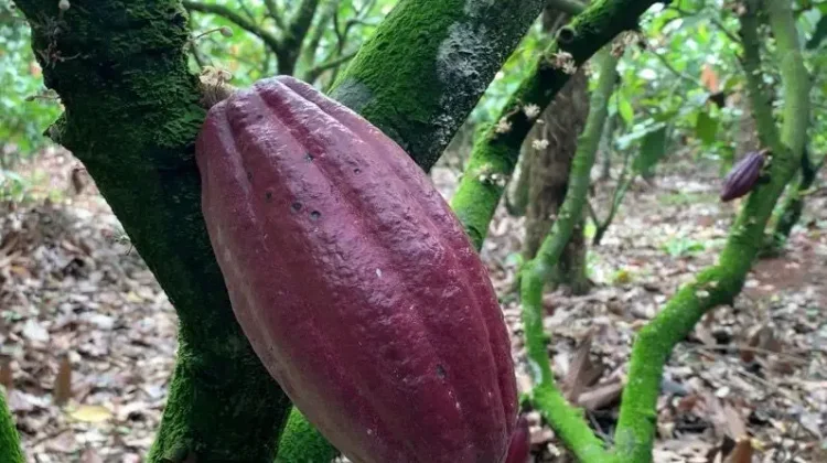Peremajaan Jadi Kunci, Petani Kakao Tingkatkan Produktivitas
