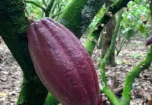 Peremajaan Jadi Kunci, Petani Kakao Tingkatkan Produktivitas