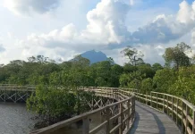 Hutan Mangrove Pering Natuna Dijaga