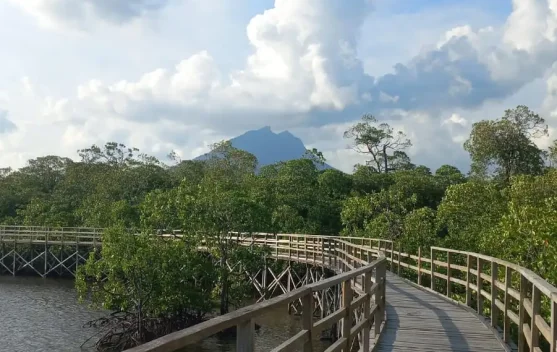 Hutan Mangrove Pering Natuna Dijaga