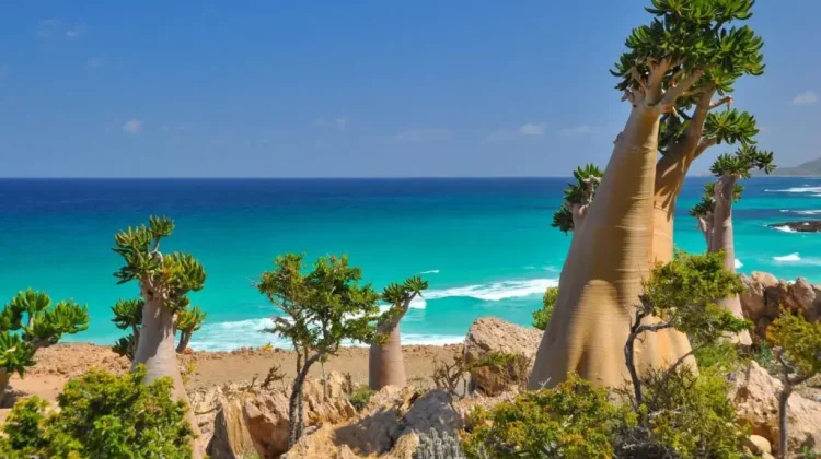Menjelajahi Socotra: Galapagos Hindia yang Tersembunyi dari Dunia