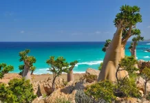 Menjelajahi Socotra: Galapagos Hindia yang Tersembunyi dari Dunia