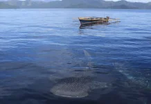 Nabire, Surga Liburan Alam di Provinsi Papua "Tengah"