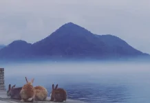 Pulau Misterius yang Hanya Dihuni Hewan