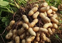 Ketahui Manfaat Kacang Tanah untuk Tubuh