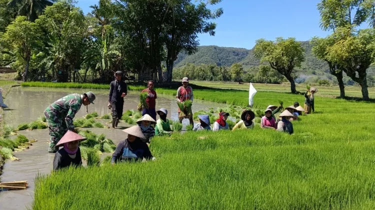 Babinsa Koramil Elar Turun ke Sawah, Bantu Petani Panen Bibit