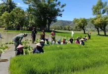 Babinsa Koramil Elar Turun ke Sawah, Bantu Petani Panen Bibit