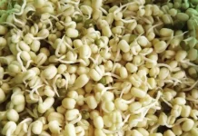Manfaat Makan Toge bagi Kesehatan Tubuh