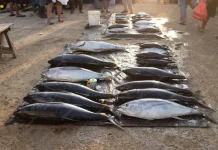 Harga Ikan Melonjak, Telur dan Ayam Ikut Naik