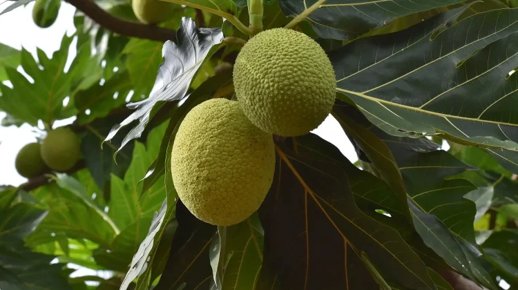 Buah sukun, Pangan Lokal yang Kaya Manfaat