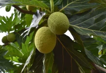 Buah sukun, Pangan Lokal yang Kaya Manfaat