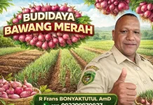 Panduan Sukses Budidaya Bawang Merah Modern