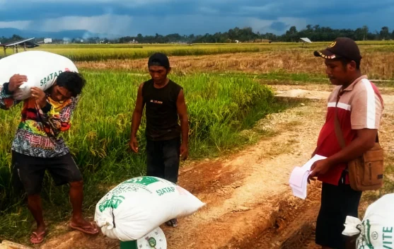 Bulog Bukittinggi Serap Cadangan Berasa Pemerintah di Dua Daerah