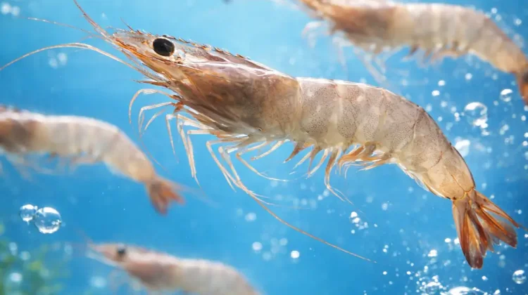 Asal-usul Istilah “Otak Udang” dalam Percakapan