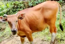 Terdampak Ancaman LSD, Harga Sapi di Tabanan Anjlok