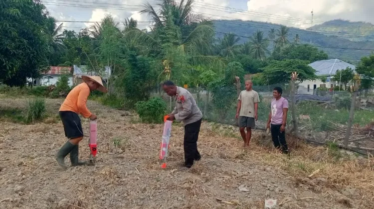 Polsek Tomini Optimalkan Lahan Markas untuk Produksi Jagung Unggul