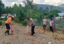 Polsek Tomini Optimalkan Lahan Markas untuk Produksi Jagung Unggul