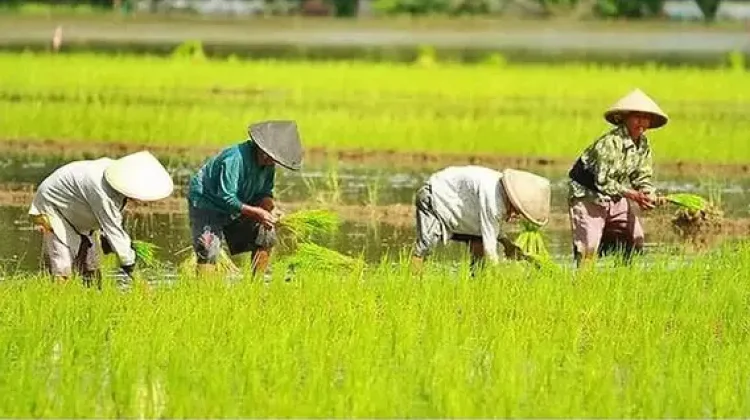 Jabar Lumbung Pangan Nasional, Distanhorti Ungkap Tantangannya