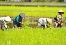 Jabar Lumbung Pangan Nasional, Distanhorti Ungkap Tantangannya