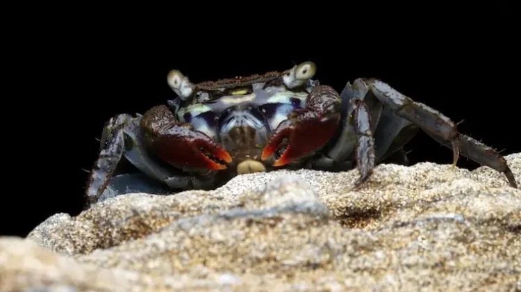 Bahaya Mengonsumsi ‘Devil Crab’