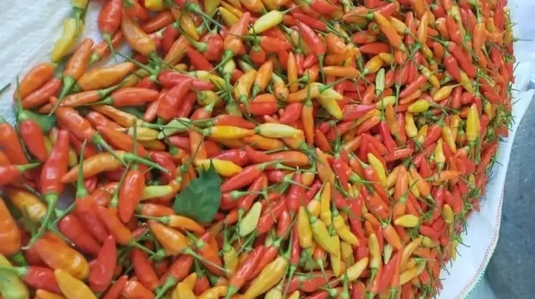 Harga Cabai Rawit Kutai Barat Naik Menjelang Puasa