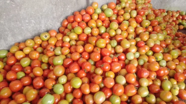 Harga Tomat Petani Tumaratas Dua Mulai Membaik