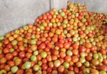 Harga Tomat Petani Tumaratas Dua Mulai Membaik