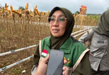 BPP Baradatu Dukung Sosialisasi Budidaya Jagung