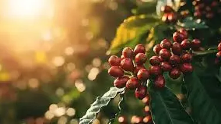 Lonjakan Harga Kopi Way Kanan Sejahterakan Petani Lokal